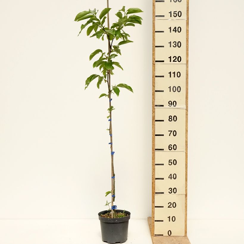 Diospyros kaki Budapest - Persimmon 4L/5L pot sample as delivered in spring