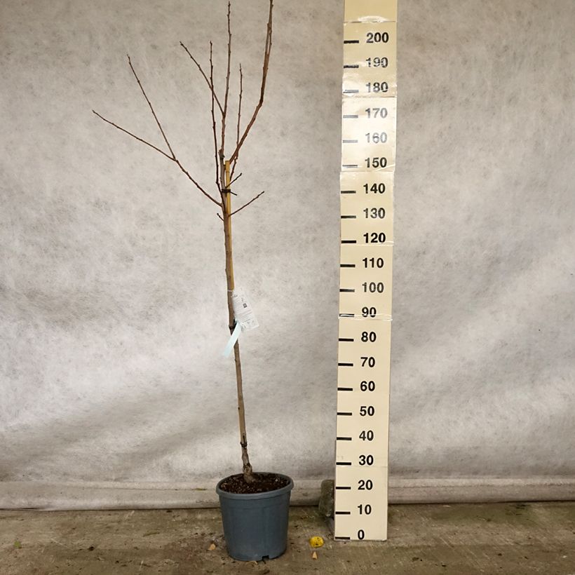 Diospyros kaki Cioccolatino - Persimmon 7.5L/10L pot, Half standard sample as delivered in autumn