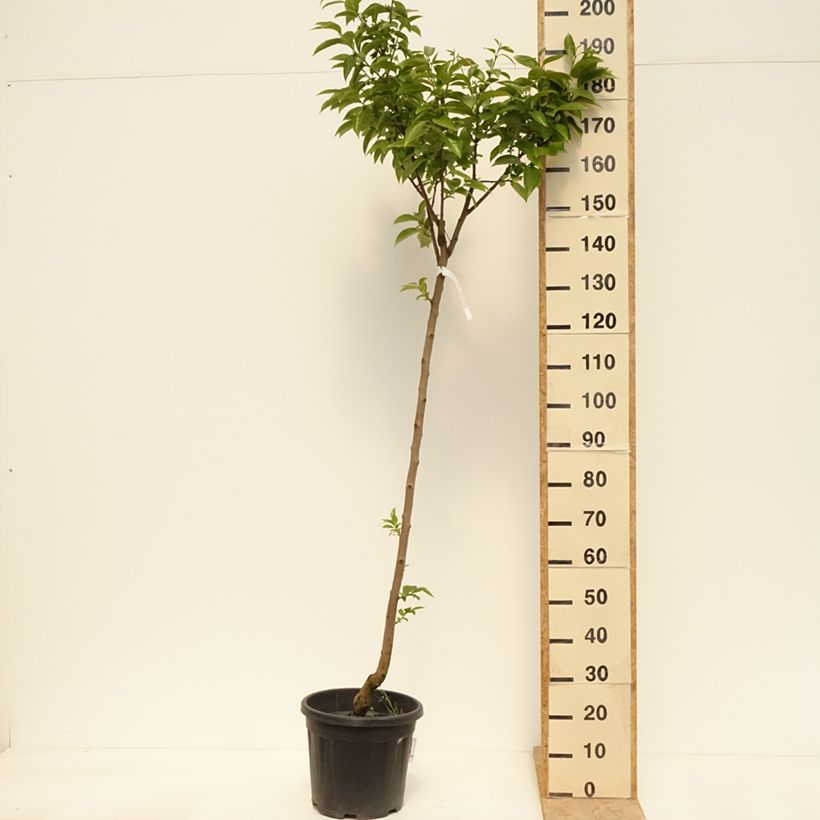 Diospyros kaki Cioccolatino - Persimmon 7.5L/10L pot, Half standard sample as delivered in spring