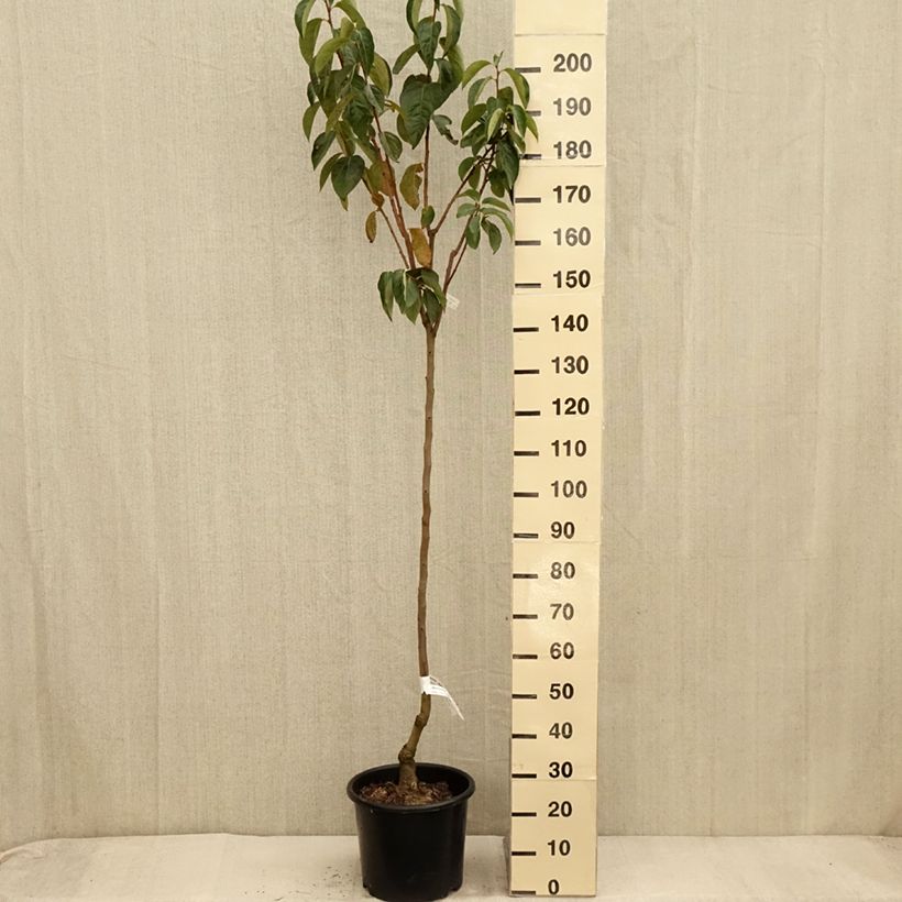 Diospyros kaki Ragno - Persimmon 7.5L/10L pot, Half standard sample as delivered in autumn