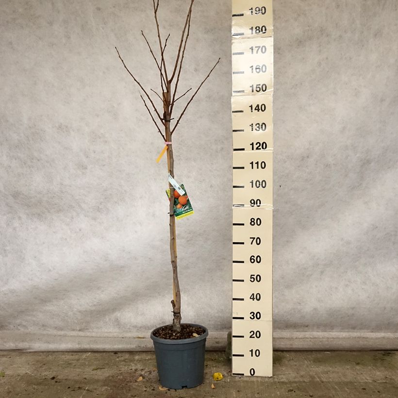 Diospyros kaki Rojo Brillante - Persimmon 4L/5L pot, Half standard sample as delivered in autumn