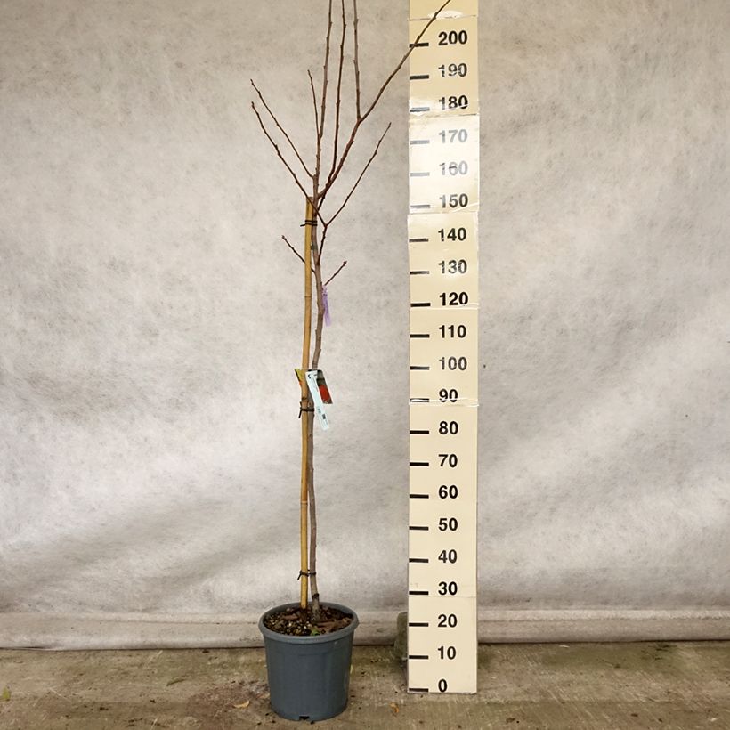 Diospyros kaki Sharon - Persimmon 7.5L/10L pot, Half standard sample as delivered in autumn