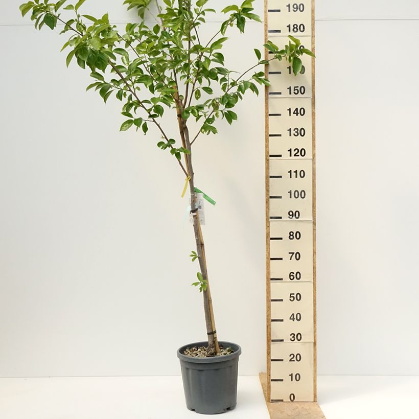 Diospyros kaki Vanillia - Persimmon 7.5L/10L pot, Half standard sample as delivered in spring