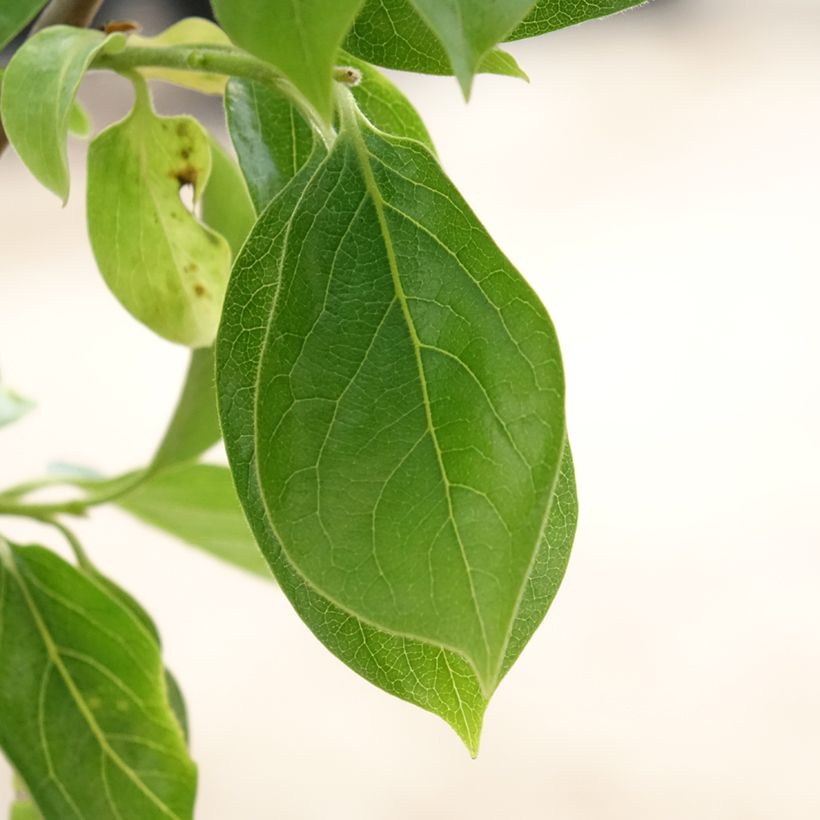 Diospyros kaki Vanillia - Persimmon (Foliage)