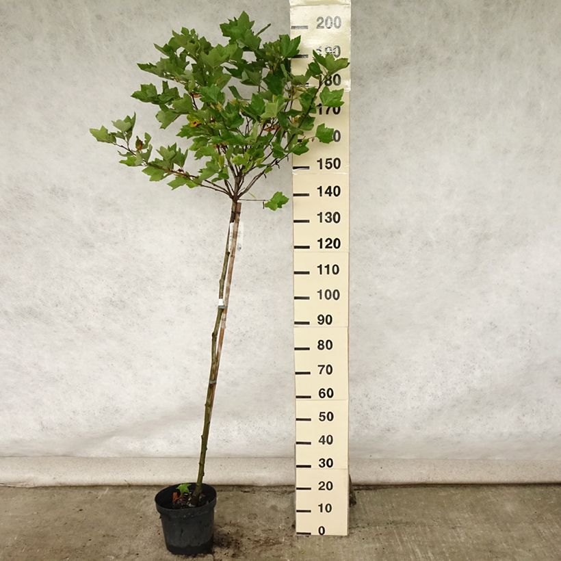 Platanus x hispanica Alphens Globe 7.5L/10L pot sample as delivered in summer
