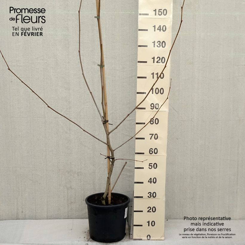 Platanus x hispanica 7.5L/10L pot sample as delivered in winter