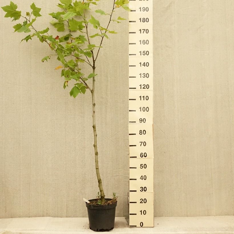 Platanus x hispanica 7.5L/10L pot sample as delivered in summer
