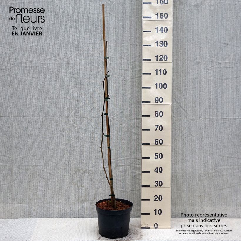 Platanus x hispanica Suttneri 4L/5L pot sample as delivered in winter