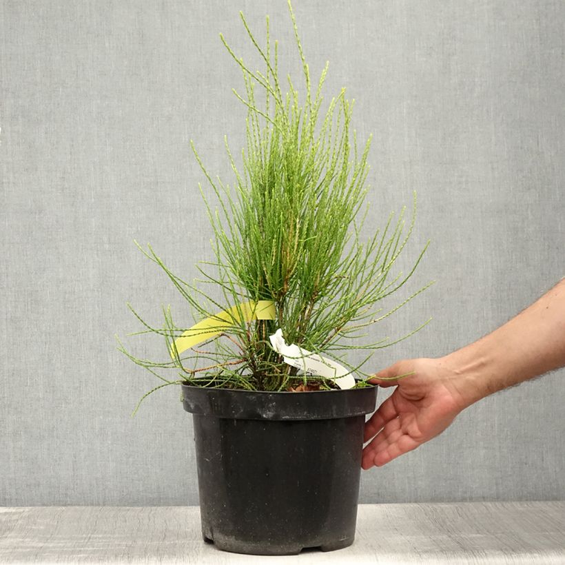 Platycladus orientalis Franky Boy 7.5L/10L pot sample as delivered in summer