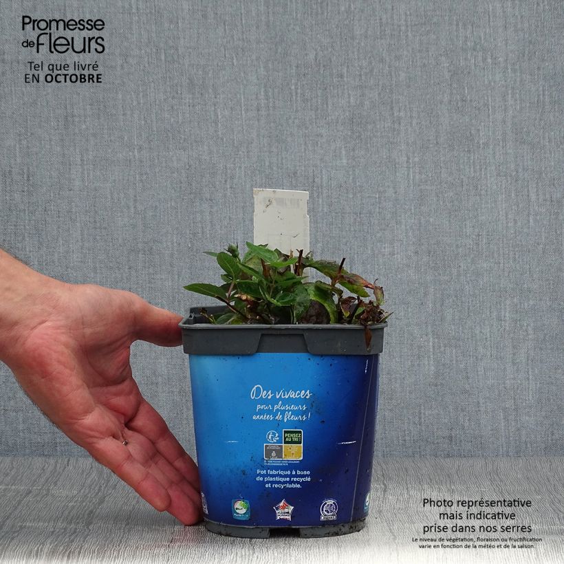 Platycodon grandiflorus Astra Blue 2L/3L pot sample as delivered in autumn