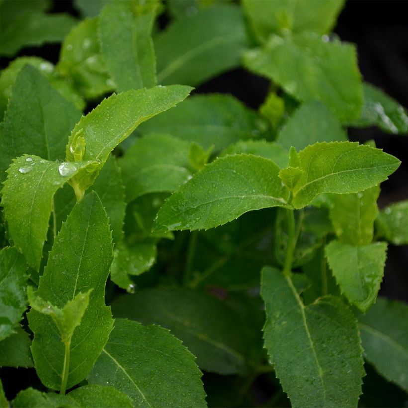 Platycodon grandiflorus Fuji White (Foliage)