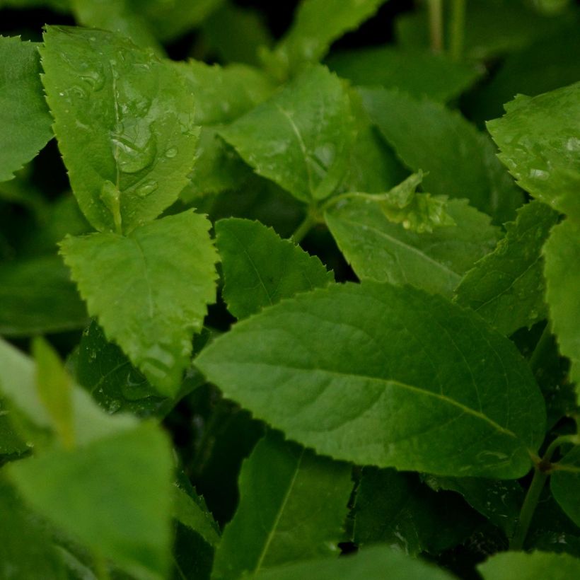 Platycodon grandiflorus Mariesii (Foliage)