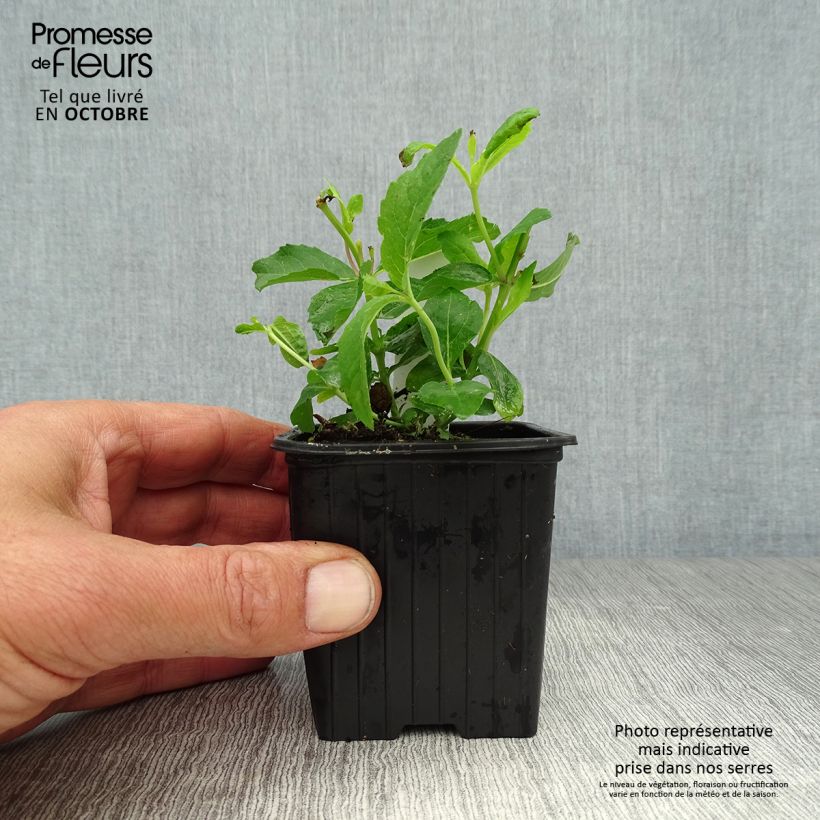 Platycodon grandiflorus Mariesii 7/8 cm pot sample as delivered in autumn