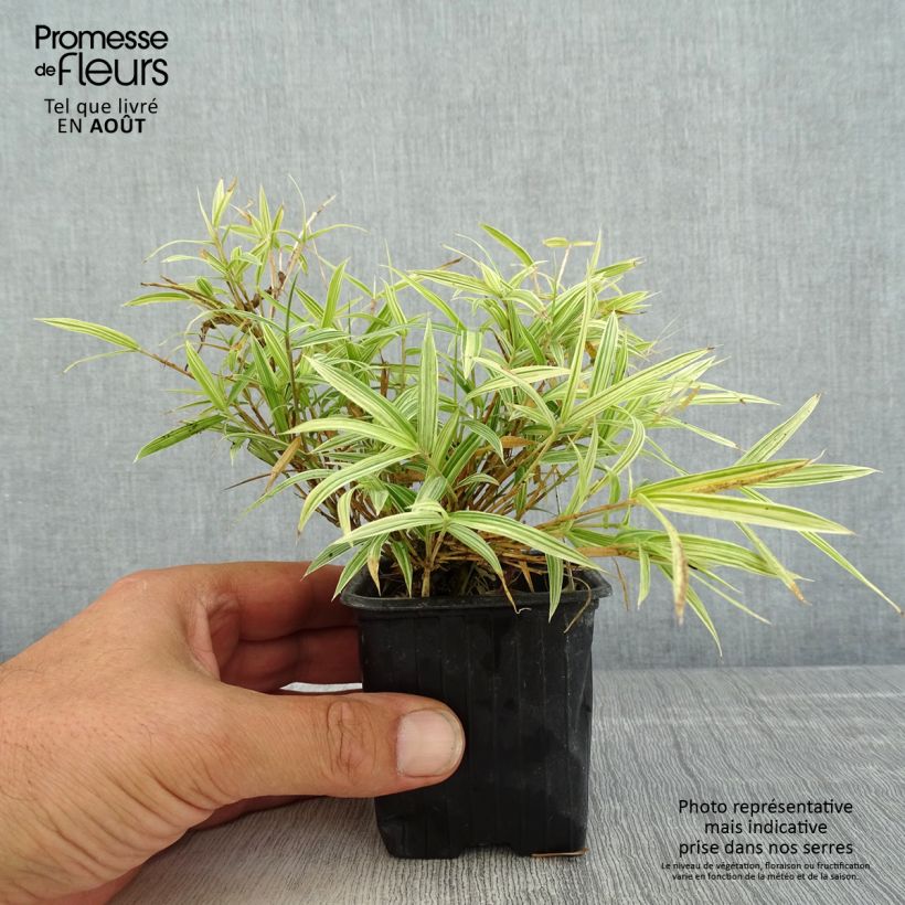 Pleioblastus chino Elegantissimus - Dwarf Bamboo 8/9 cm pot sample as delivered in summer