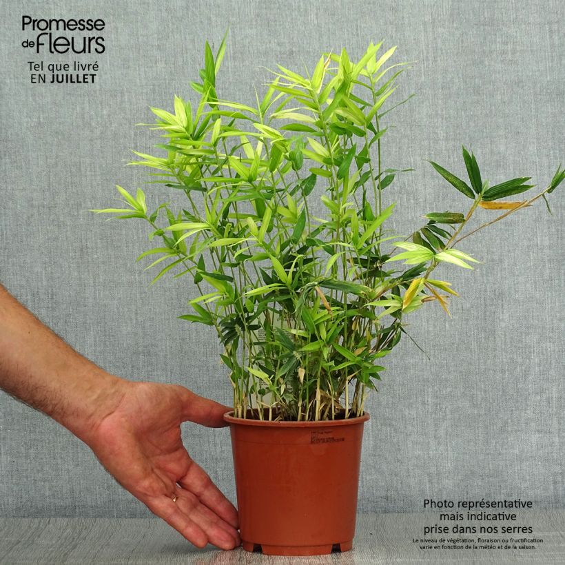 Pleioblastus pygmaeus Distichus - Dwarf Bamboo 1L/1.5L pot sample as delivered in summer