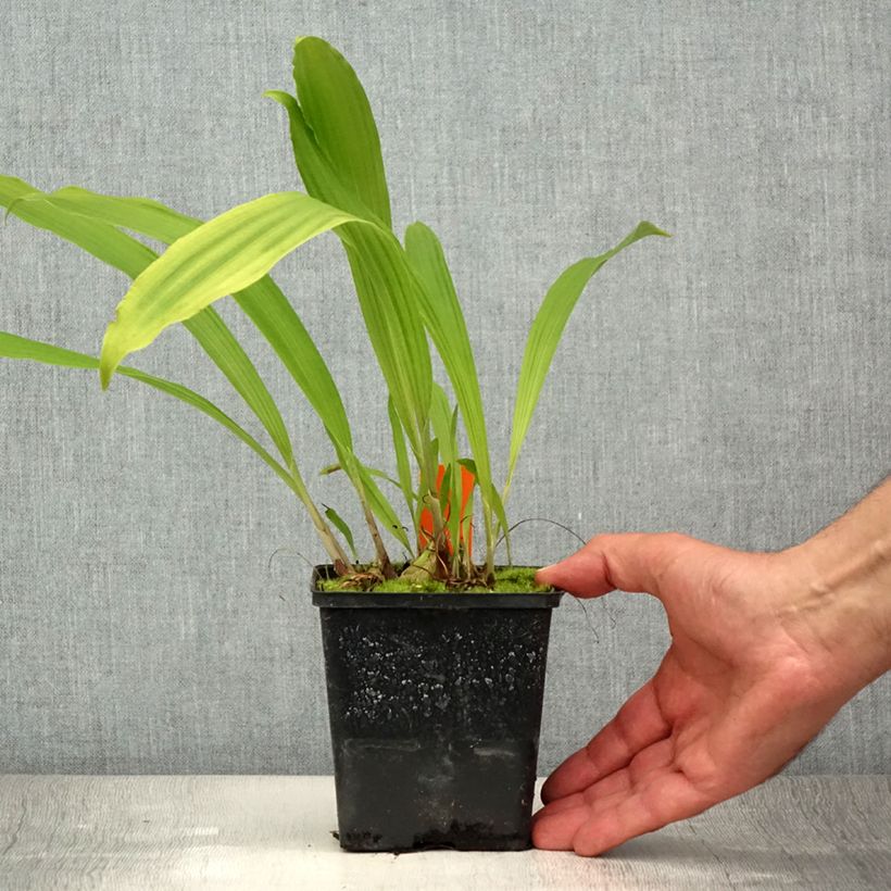 Pleione formosana bulbs 1L/1.5L pot sample as delivered in summer
