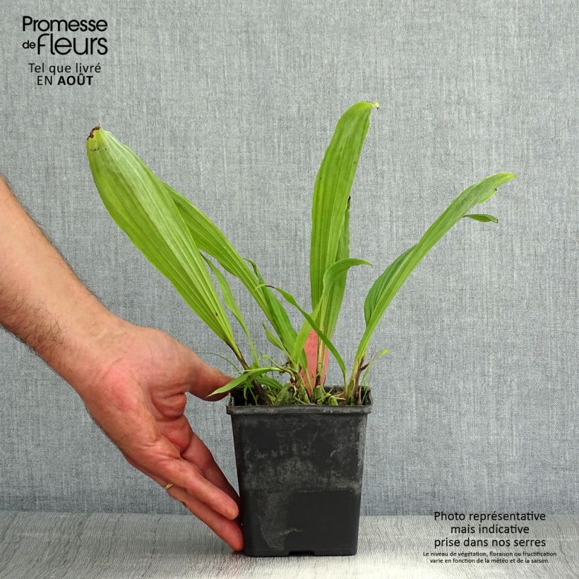 Pleione Glacier Peak 1L/1.5L pot sample as delivered in summer