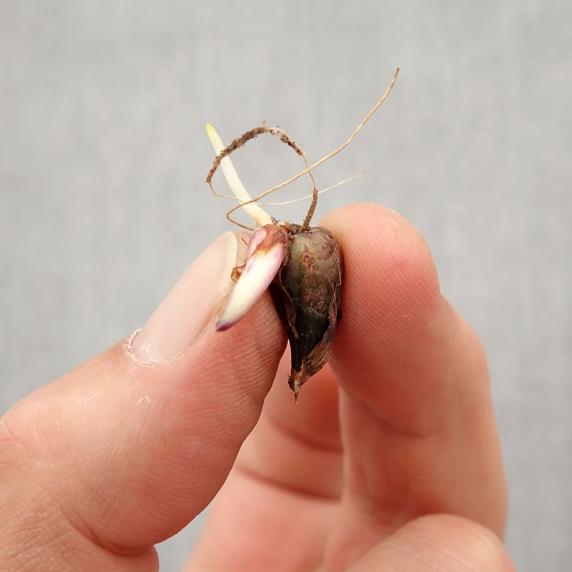 Pleione Tongariro bulbs Bulb size I sample as delivered in spring