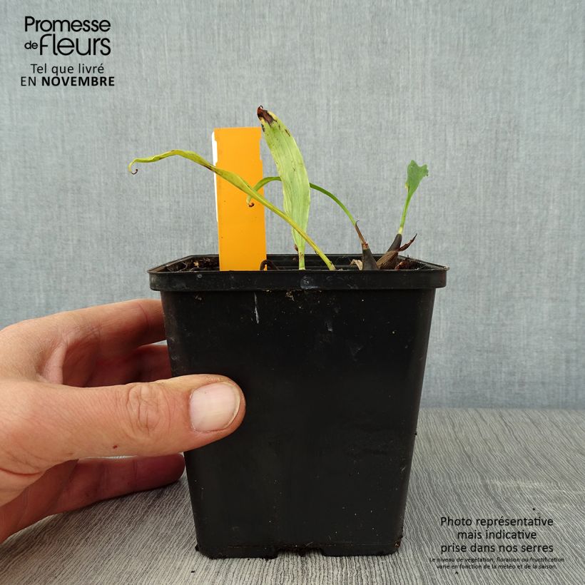 Pleione Tongariro 1L/1.5L pot sample as delivered in autumn