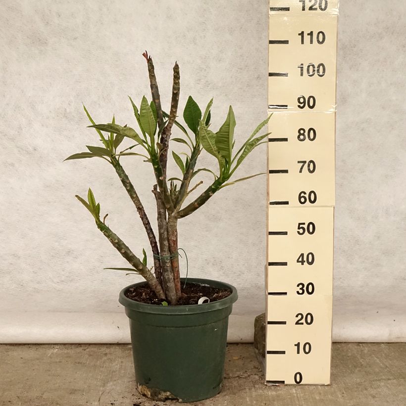 Plumeria rubra - Frangipani 7.5L/10L pot sample as delivered in summer