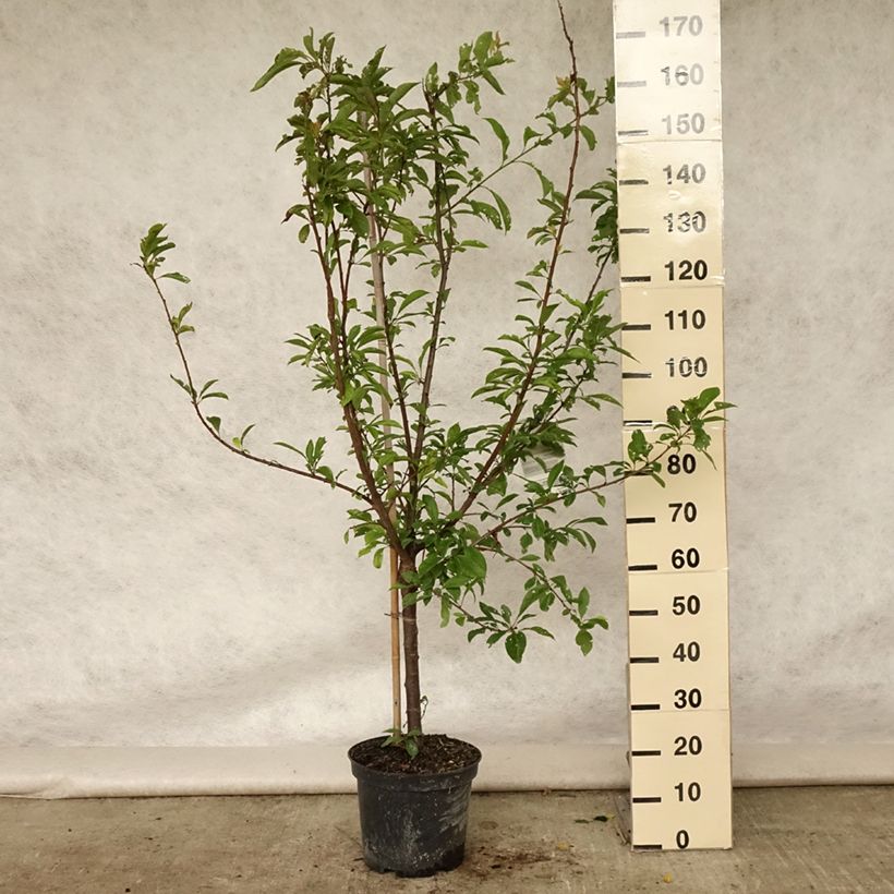 Pluot Flavor Supreme - Plumcot 7.5L/10L pot, Goblet sample as delivered in summer