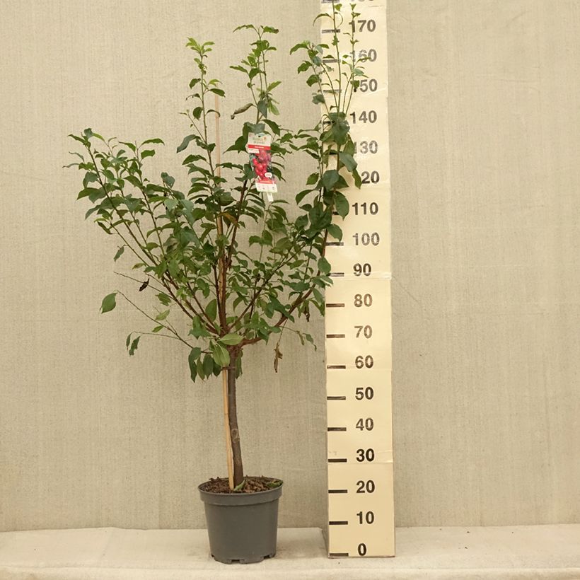 Pluot Pink Candy - Plumcot 7.5L/10L pot, Goblet sample as delivered in summer