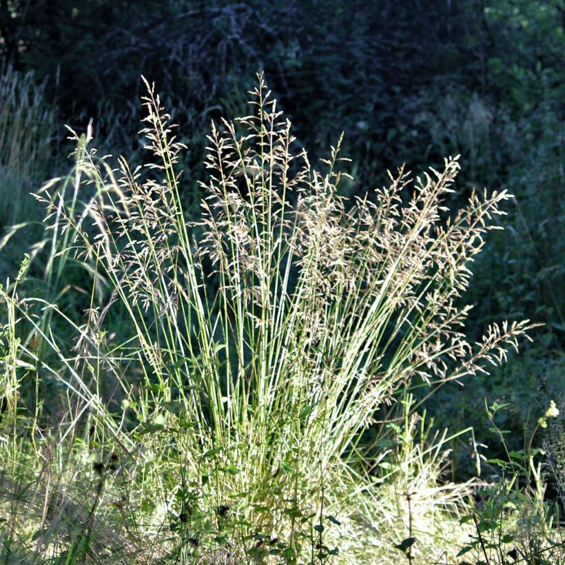 Poa chaixii (Flowering)