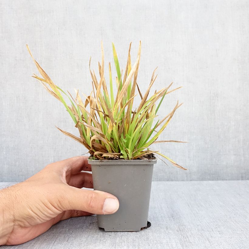 Poa chaixii 8/9 cm pot sample as delivered in summer