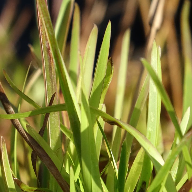 Poa chaixii (Foliage)