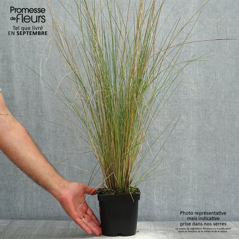 Poa labillardieri 2L/3L pot sample as delivered in summer