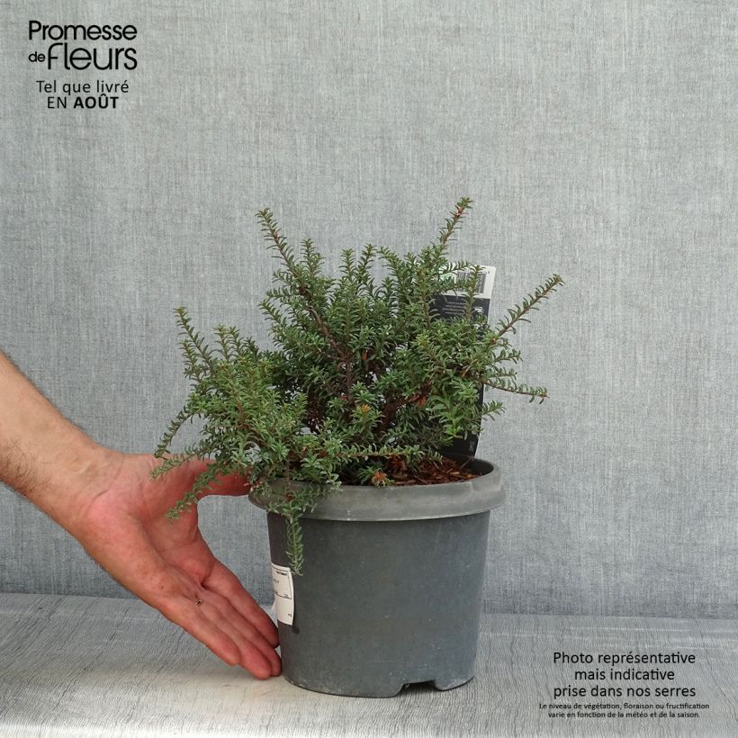 Podocarpus lawrencei Red Tip 2L/3L pot sample as delivered in summer