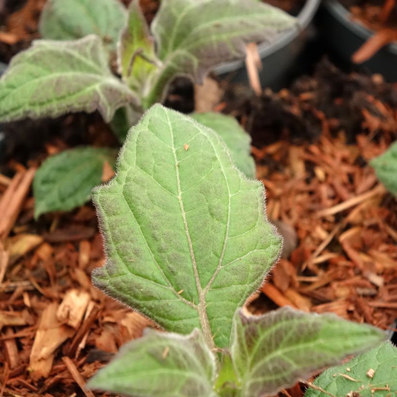 Morado Earth Pear - Smallanthus sonchifolius (Foliage)