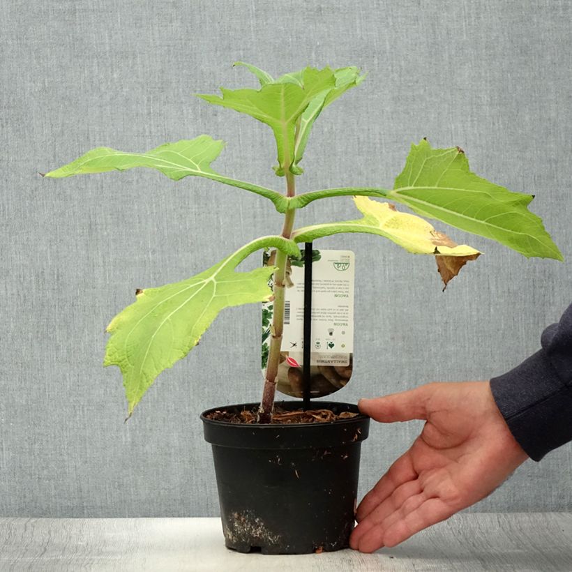Smallanthus sonchifolius - Earth Pear or Yacón 1.5L/2L pot sample as delivered in summer