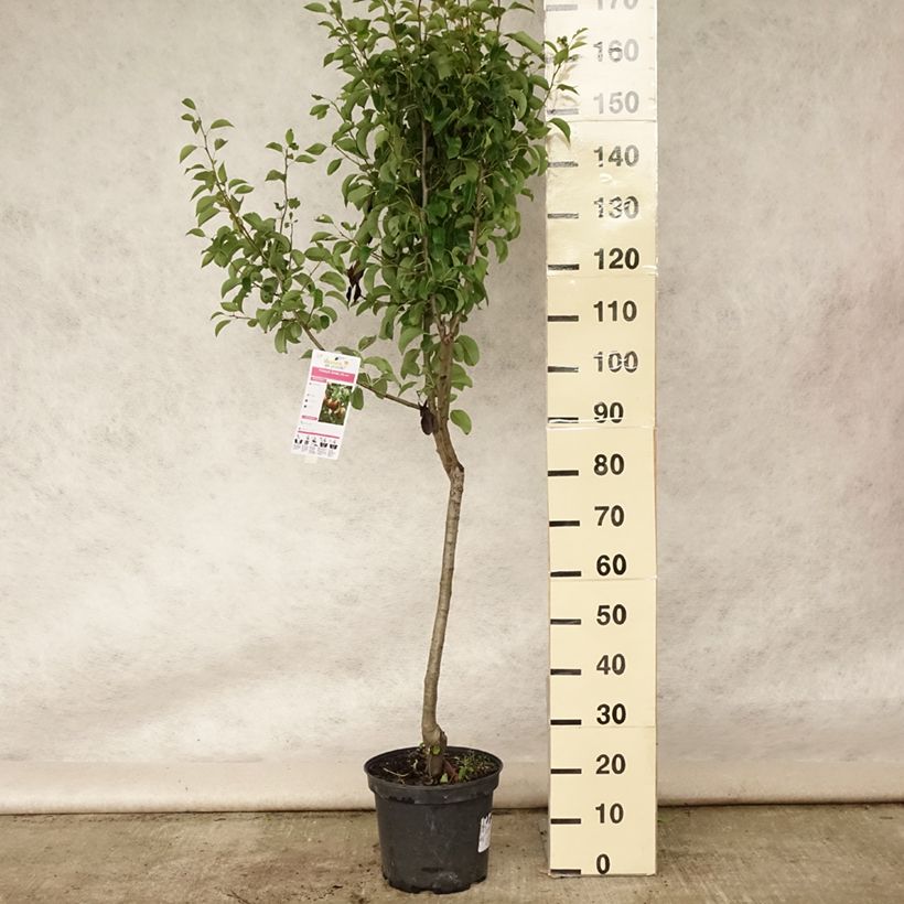 Pyrus communis Angelys - Pear Tree 7.5L/10L pot, Goblet sample as delivered in summer