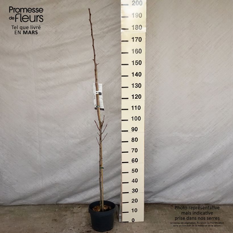 Pyrus communis Londres - Pear Tree sample as delivered in spring