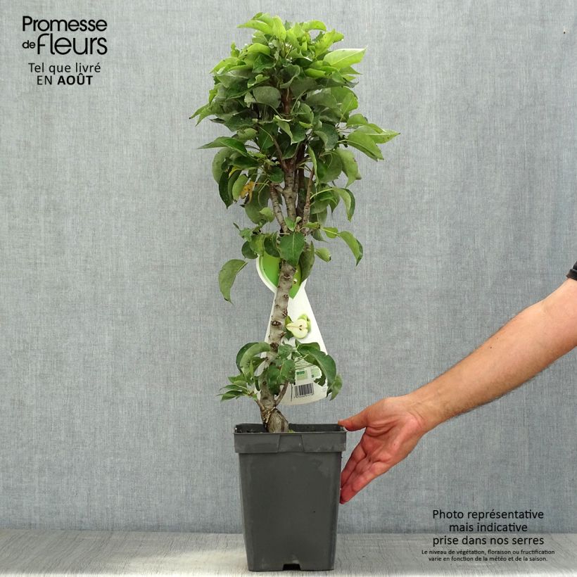 Pyrus communis Condo - Pear Tree 4L/5L pot, Dwarf sample as delivered in summer