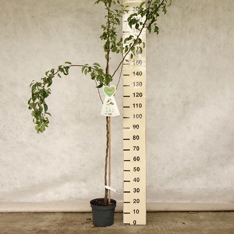 Pyrus communis Conférence - Pear Tree 7.5L/10L pot, Goblet sample as delivered in summer
