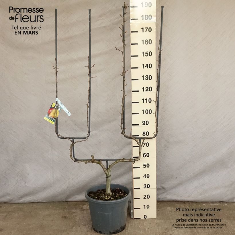 Pyrus communis Conférence - Pear Tree 20L/25L pot, Double u-shaped espalier sample as delivered in spring