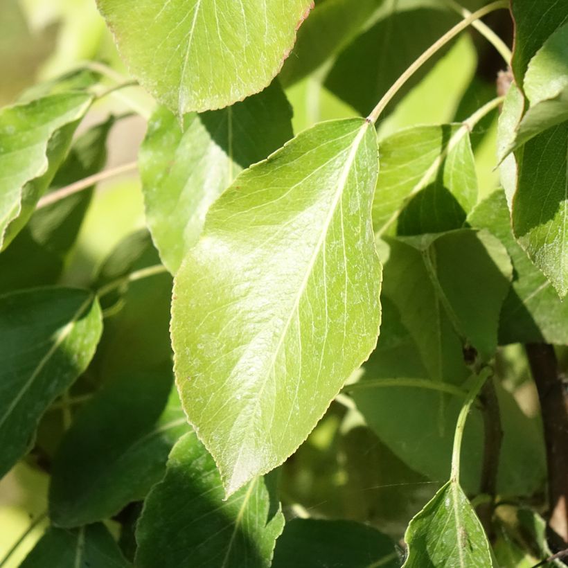 Pyrus communis Delbard Gourmande - Pear Tree (Foliage)