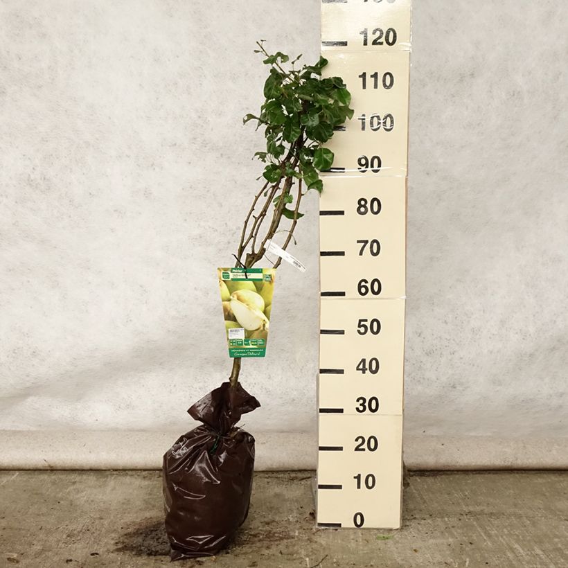 Pyrus communis Delbardèlice - Pear Tree Ready-to-plant root ball, Goblet sample as delivered in summer