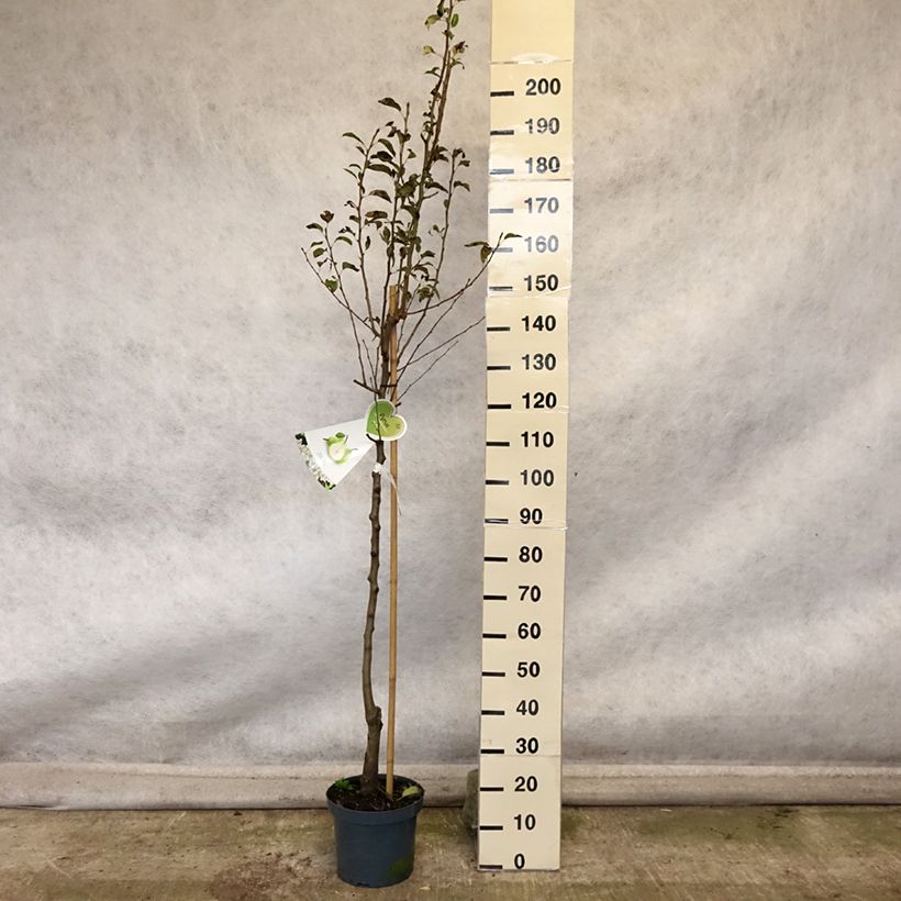 Pyrus communis Doyenné du Comice - Pear Tree 7.5L/10L pot, Half standard sample as delivered in autumn