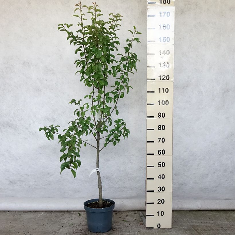 Pyrus communis Doyenné du Comice - Pear Tree 7.5L/10L pot, Goblet sample as delivered in summer