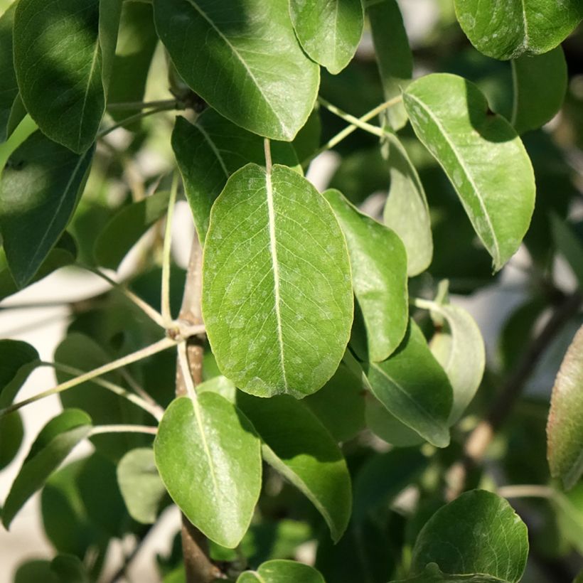 Pyrus communis Dubbele Philip - Pear Tree (Foliage)