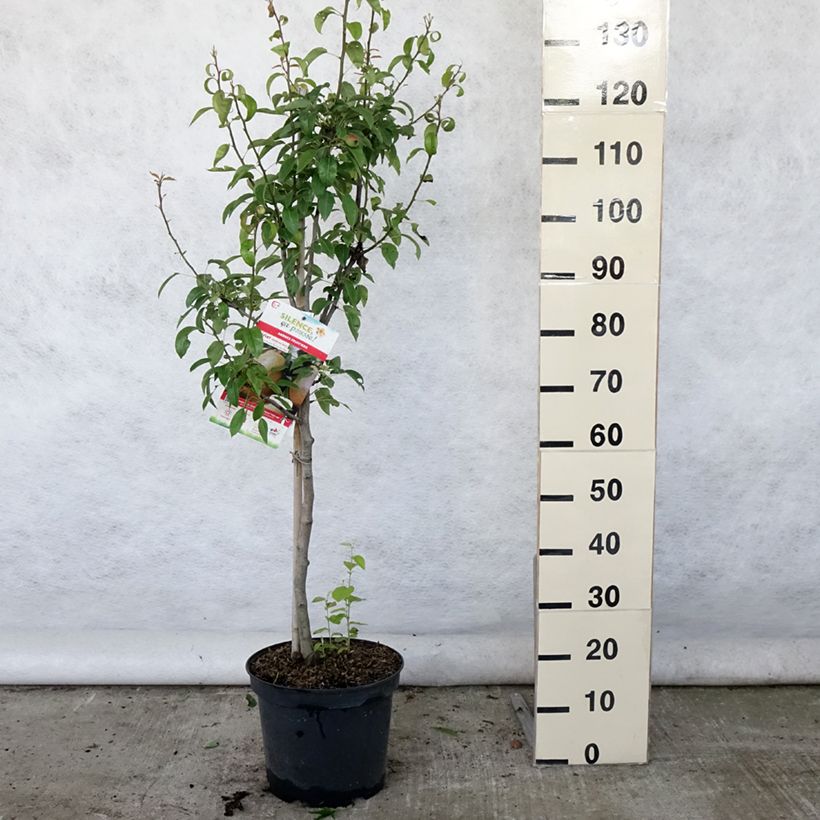 Pyrus communis Epine du Mas - Pear Tree 7.5L/10L pot, Goblet sample as delivered in summer