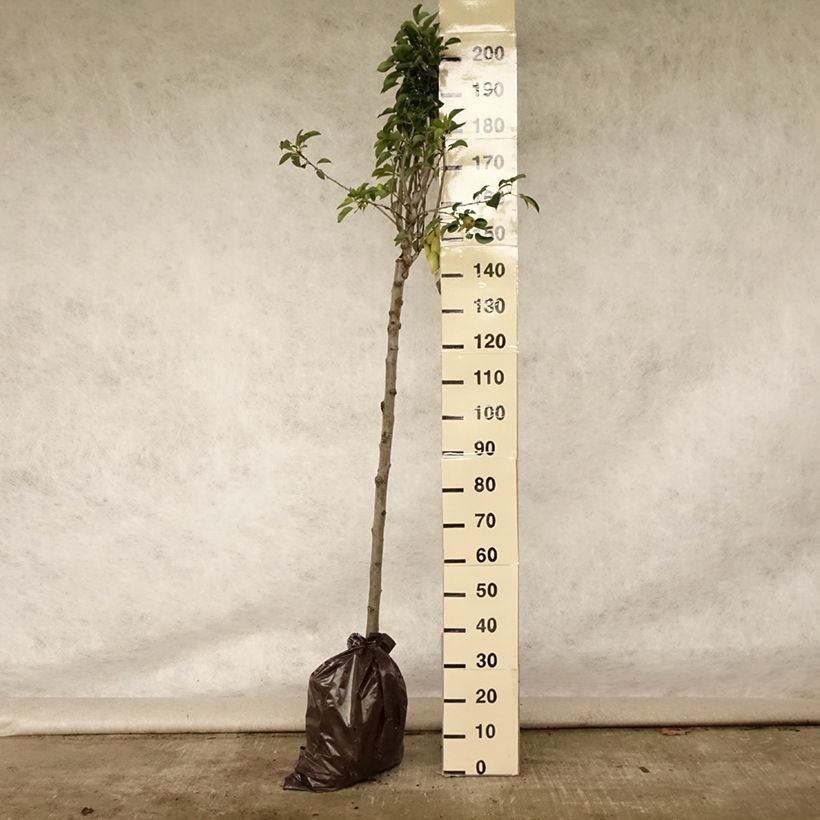 Pyrus communis Fertilia Delbard - Pear Tree Ready-to-plant root ball, Half standard sample as delivered in summer