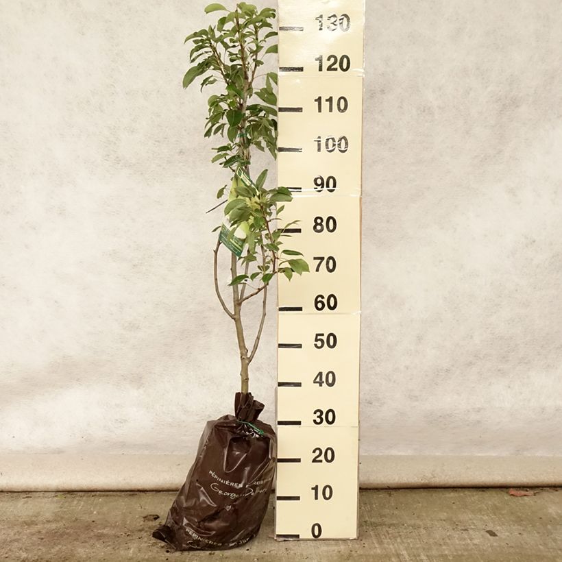 Pyrus communis Fertilia Delbard - Pear Tree Ready-to-plant root ball, Goblet sample as delivered in summer