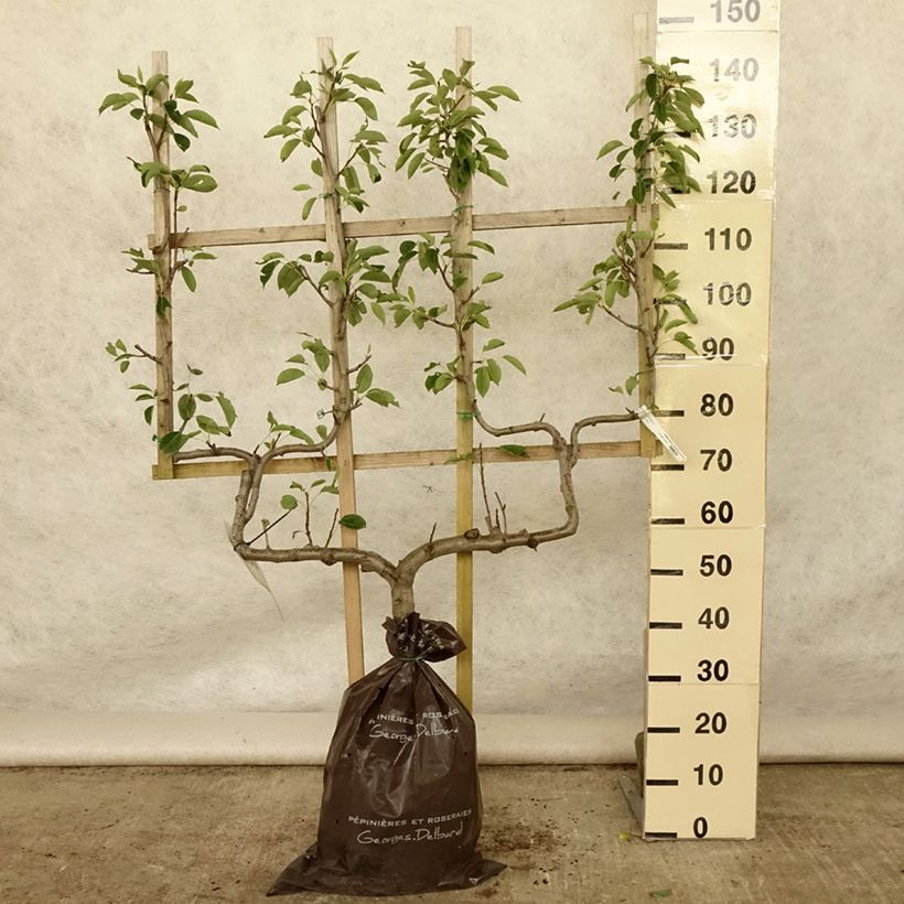Pyrus communis Fertilia Delbard - Pear Tree Ready-to-plant root ball, Double u-shaped espalier sample as delivered in summer