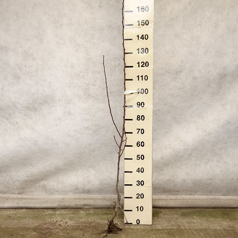 Pyrus communis Fertilia Delbard - Pear Tree Bare root, Scion sample as delivered in autumn