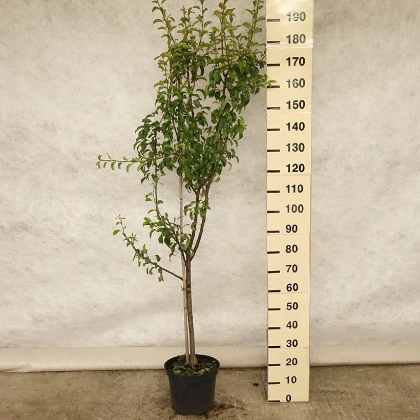 Pyrus communis Louise Bonne d'Avranches - Pear Tree 7.5L/10L pot, Goblet sample as delivered in summer