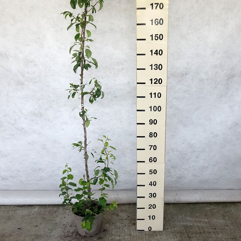 Pyrus communis Moscou - Pear Tree 7.5L/10L pot, Columnar sample as delivered in summer